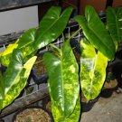 Philodendron Burlemark Varigata Plant RARE Flower Home Plant Live Easy Care Live Plant
