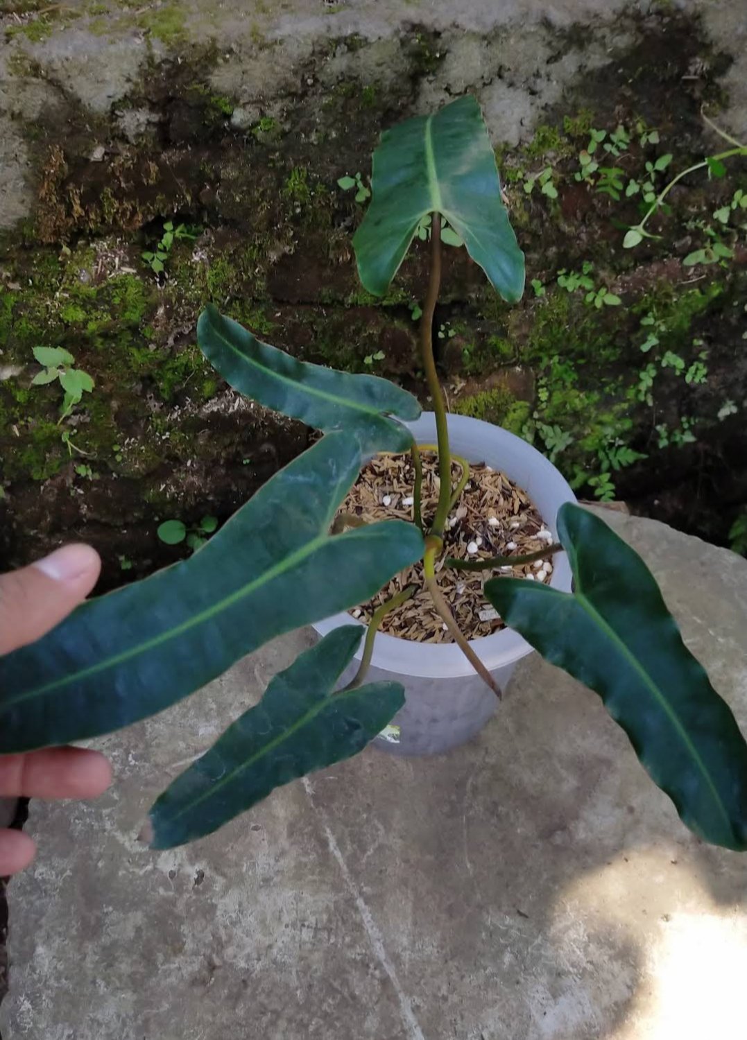 Philodendron Atabapoense Plant RARE Flower Home Plant Live Easy Care Live Plant
