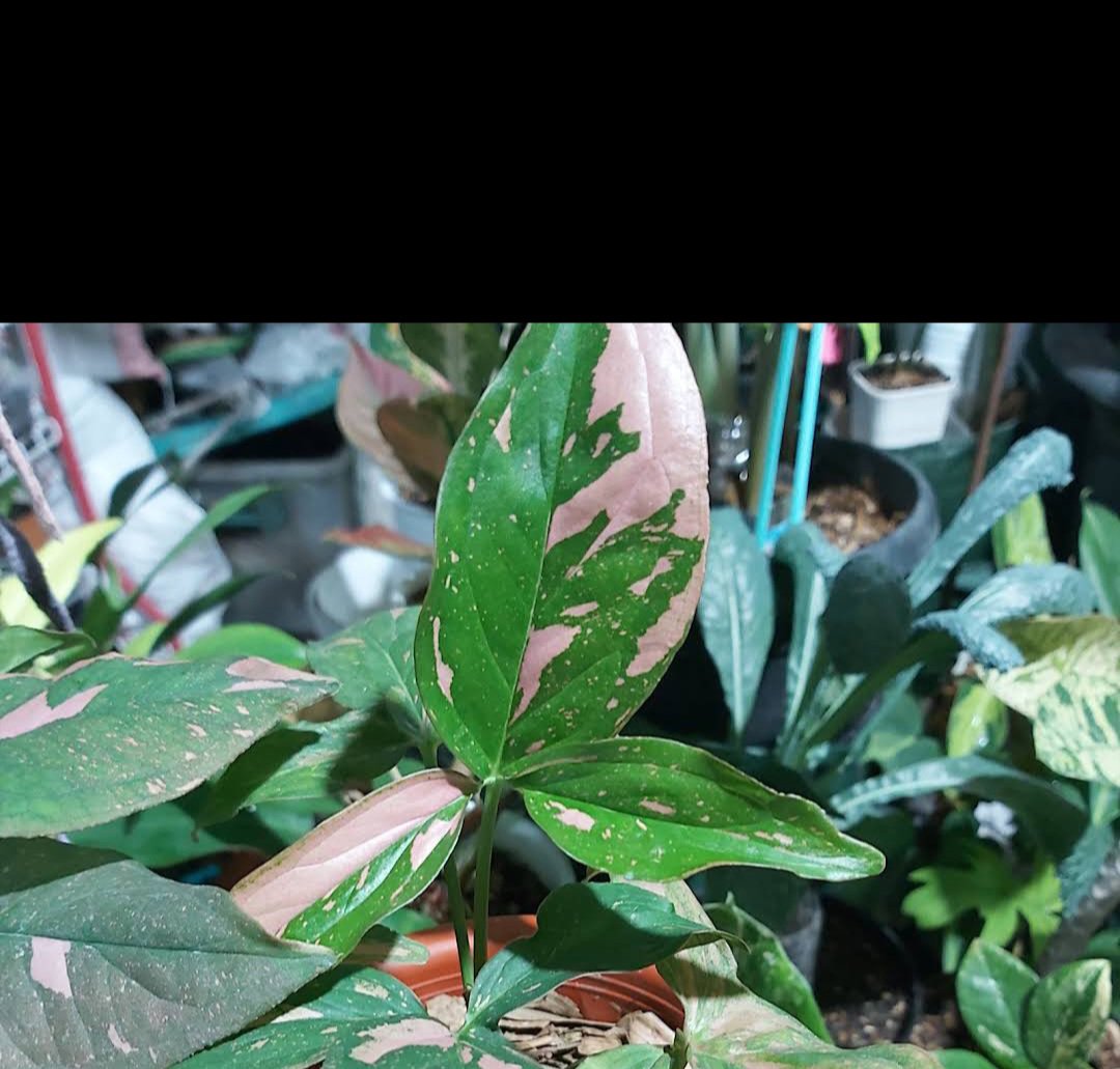 Syngonium pink splash Starter Plant RARE Flower Home Plant Live Easy Care Live Plant