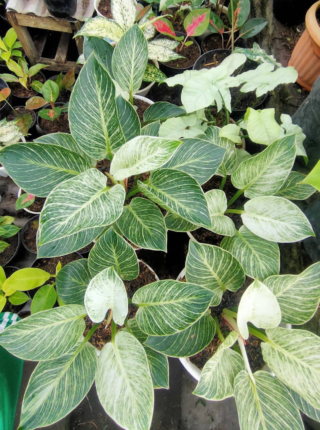 Philodendron Birkin Starter Plant RARE Flower Home Plant Live Easy Care Live Plant