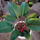 Philodendron Red Congo Plant RARE Flower Home Plant Live Easy Care Live Plant