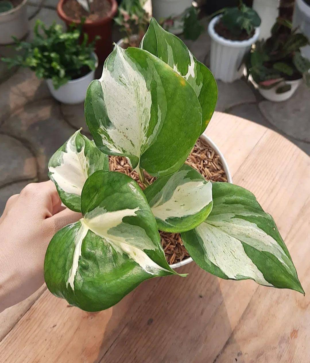 Manjula Pothos Epipremnum aureum Plant RARE Flower Home Plant Live Easy Care Live Plant
