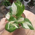 Manjula Pothos Epipremnum aureum Plant RARE Flower Home Plant Live Easy Care Live Plant