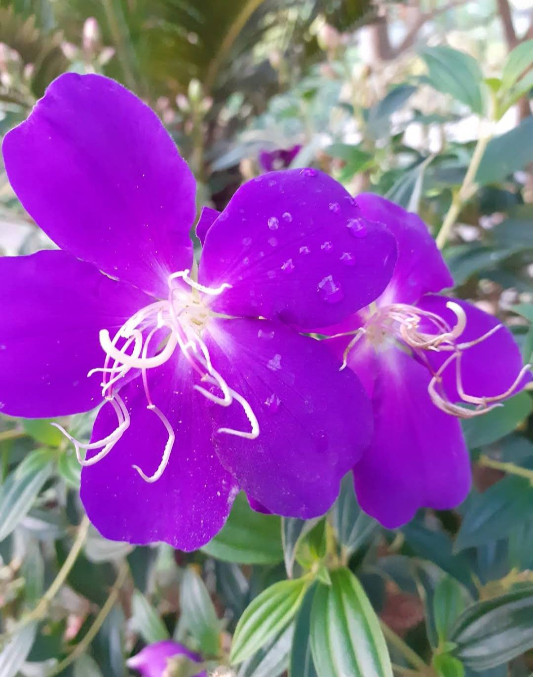 Pleroma semidecandrum Plant RARE Flower Home Plant Live Easy Care Live Plant