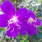 Pleroma semidecandrum Plant RARE Flower Home Plant Live Easy Care Live Plant