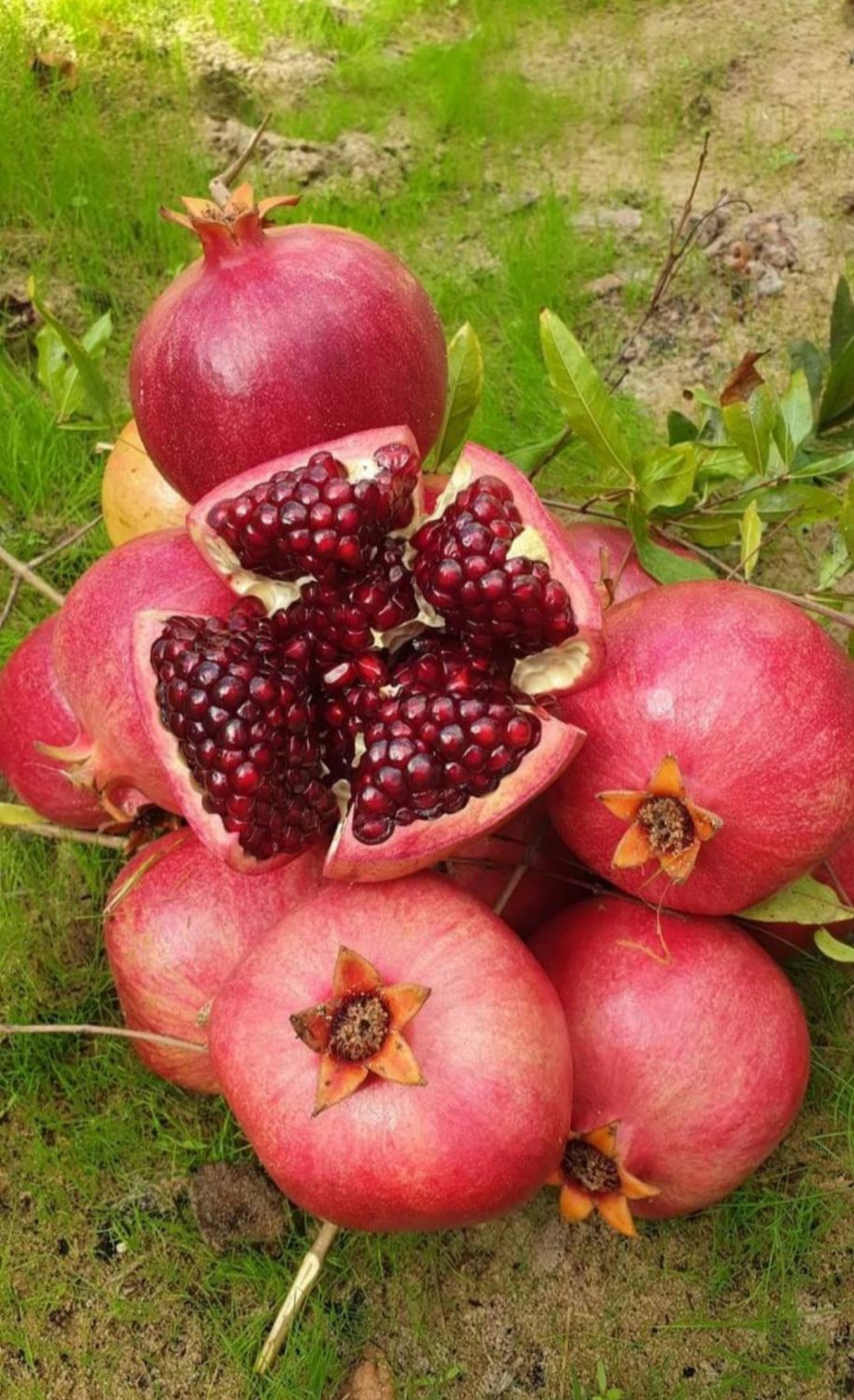 Red &acirc;��Wonderful&acirc;�� Pomegranate Plant RARE Fruit Home Plant Live Easy Care Live Plant