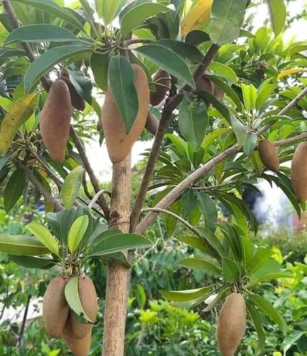 Sapodilla Long Chiku Plant RARE Fruit Home Plant Live Easy Care Live Plant
