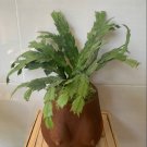 Christmas cactus Plant RARE Flower Home Plant Live Easy Care Live Plant
