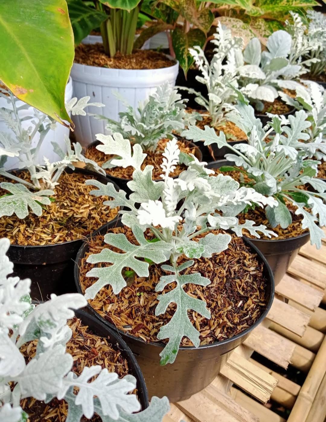 Silver Ragwort Dusty Miller Plant RARE Flower Home Plant Live Easy Care Live Plant