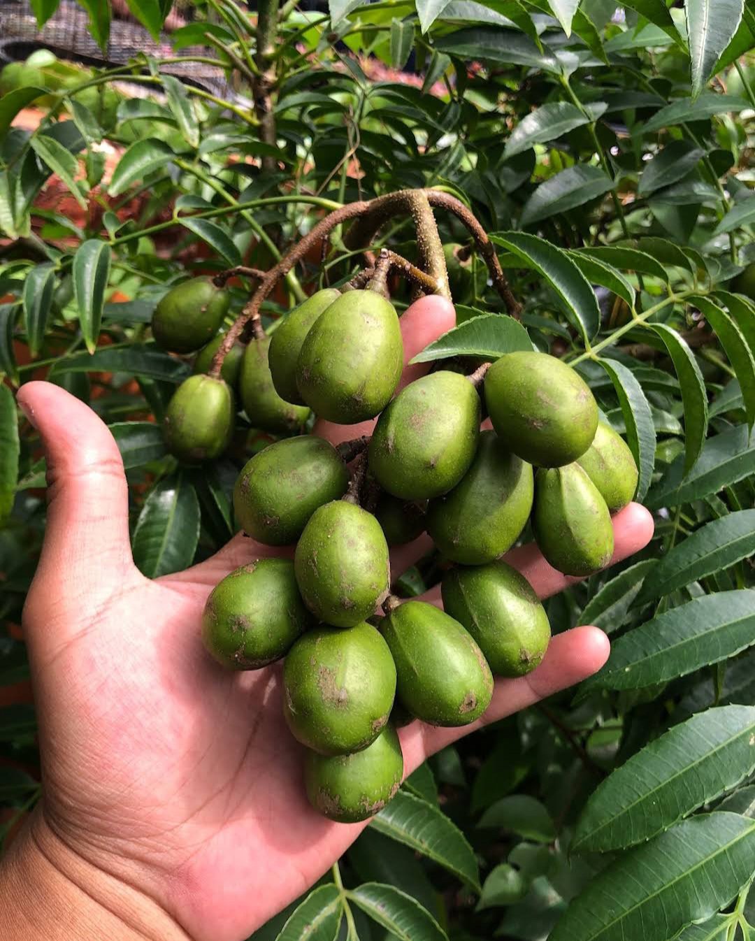 June Plum Tree (Spondias dulcis) Plant RARE Fruit Home Plant Live Easy Care Live Plant