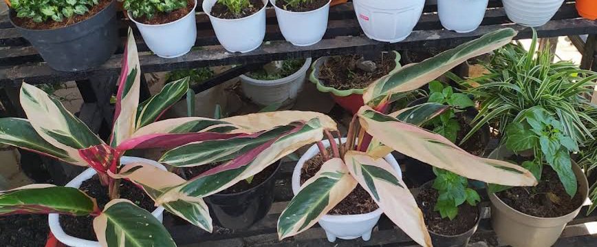 Stromanthe Triostar, Tricolor Plant RARE Home Plant Live Easy Care Live Plant