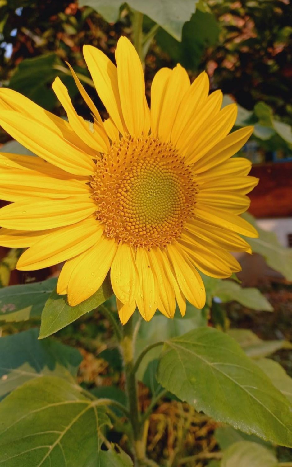 Dwarf Yellow Sunflower Seeds Plant RARE Home Plant Easy Care Live Plant