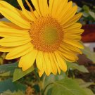 Dwarf Yellow Sunflower Seeds Plant RARE Home Plant Easy Care Live Plant