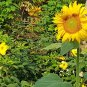 Dwarf Yellow Sunflower Seeds Plant RARE Home Plant Easy Care Live Plant