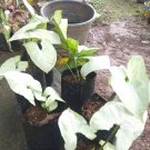 Syngonium Moonshine Flower Plant RARE Home Plant Easy Care Live Plant