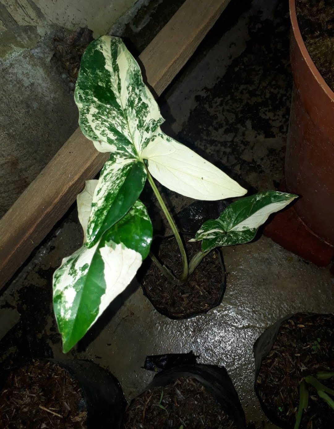 singonium varigata White Flower Plant RARE Home Plant Easy Care Live Plant