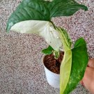 syngonium albo variegata Flower Plant RARE Home Plant Easy Care Live Plant