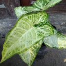 Syngonium podophylum Flower Plant RARE Home Plant Easy Care Live Plant