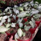 syngonium white butterfly Flower Plant RARE Home Plant Easy Care Live Plant