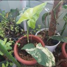syngonium varigata yellow Flower Plant RARE Home Plant Easy Care Live Plant
