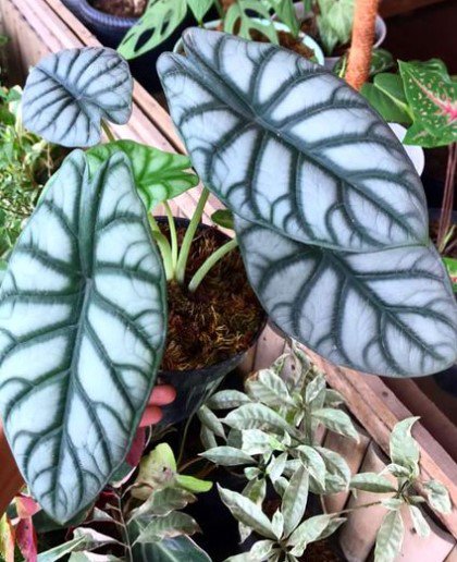 Alocasia 'Silver Dragon' Baginda Flower Plant RARE Home Plant Easy Care Live Plant