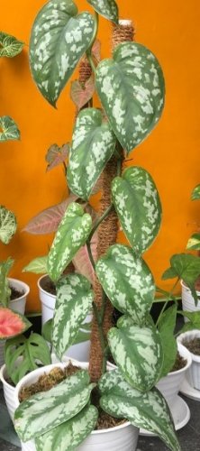 Scindapsus exotica Flower Plant RARE Home Plant Easy Care Live Plant