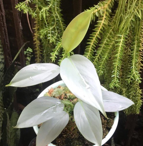 Pilodenrum silver Sword Flower Plant RARE Home Plant Easy Care Live Plant