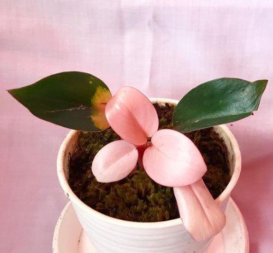 Philodendron Pink Congo Flower Plant RARE Home Plant Easy Care Live Plant