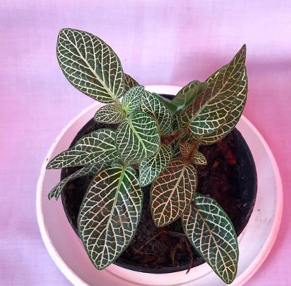 Fittonia verschaffeltii Live Flower Plant RARE Home Plant Easy Care Live Plant
