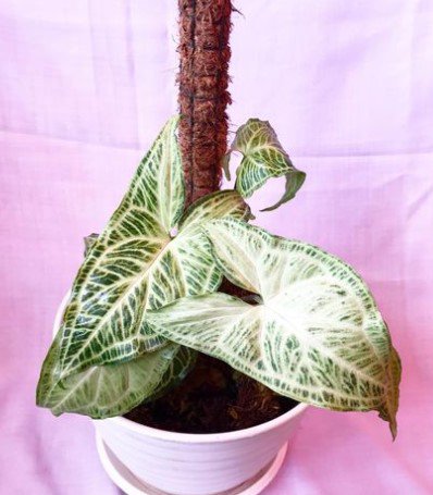 Syngonium &acirc;��Batik&acirc;�� Live Flower Plant RARE Home Plant Easy Care Live Plant