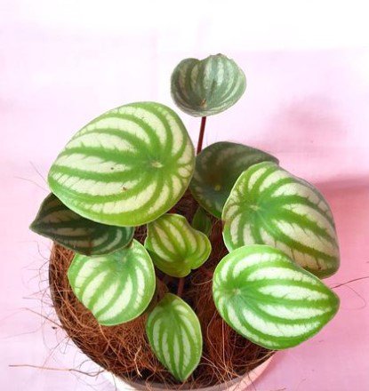 Peperomia Watermelon Live Flower Plant RARE Home Plant Easy Care Live Plant