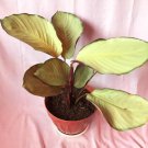 calathea silver plate Live Flower Plant RARE Home Plant Easy Care Live Plant