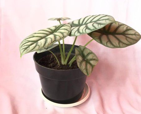Alocasia Dragon Silver Live Flower Plant RARE Home Plant Easy Care Live Plant