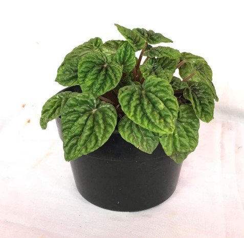 Peperomia 'Emerald Ripple' Live Flower Plant RARE Home Plant Easy Care Live Plant
