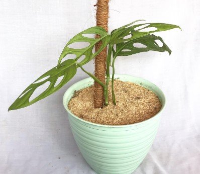 Monstera Adansonii Live Flower Plant RARE Home Plant Easy Care Live Plant