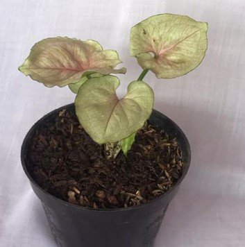 Syngonium mango allusion Live Flower Plant RARE Home Plant Easy Care Live Plant