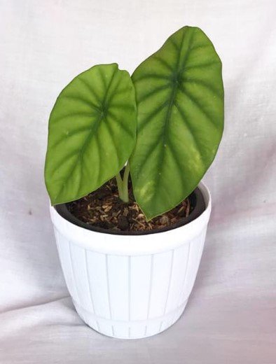 Alocasia Green Shield Live Flower Plant RARE Home Plant Easy Care Live Plant