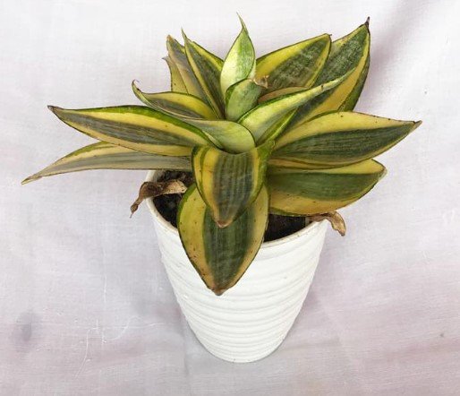 Sansevieria Golden Hahnii Live Flower Plant RARE Home Plant Easy Care Live Plant