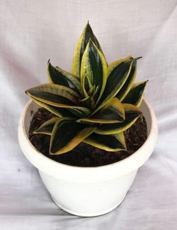Sansevieria Trifasciata Hahnii Live Flower Plant RARE Home Plant Easy Care Live Plant