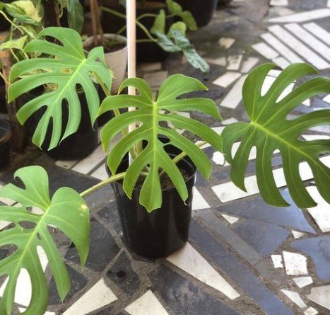 Monstera Deliciosa RARE Live Flower Plant RARE Home Plant Easy Care Live Plant