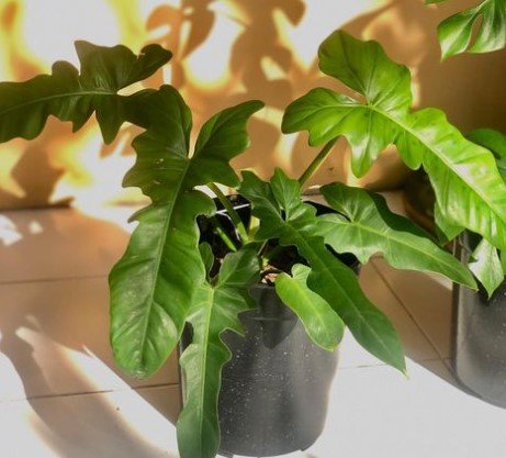 Philodendron Green Dragon RARE Live Flower Plant RARE Home Plant Easy Care Live Plant