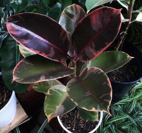Ficus Ruby Rubber Tree Elastica RARE Live Flower Plant RARE Home Plant Easy Care Live Plant