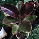 Ficus Ruby Rubber Tree Elastica RARE Live Flower Plant RARE Home Plant Easy Care Live Plant