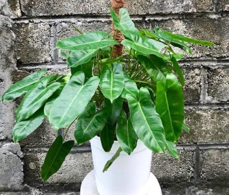 Philodendron Burle Marx RARE Live Flower Plant RARE Home Plant Easy Care Live Plant