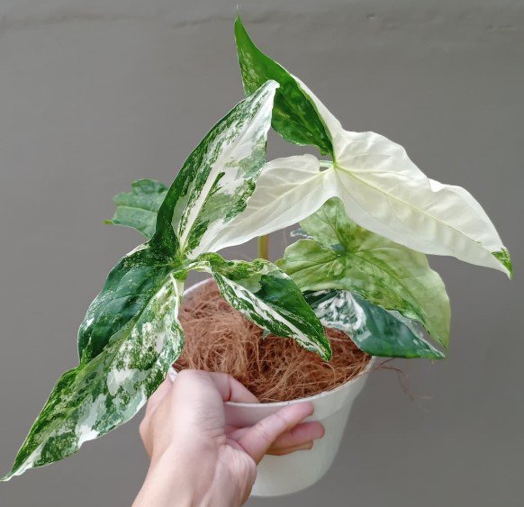 Syngonium albo variegated RARE Live Flower Plant RARE Home Plant Easy Care Live Plant