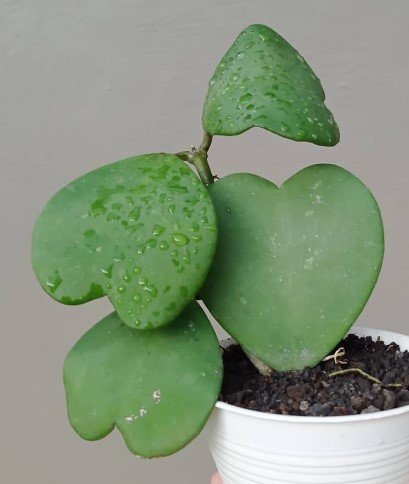 Hoya Kerrii Vine Green RARE Live Flower Plant RARE Home Plant Easy Care Live Plant