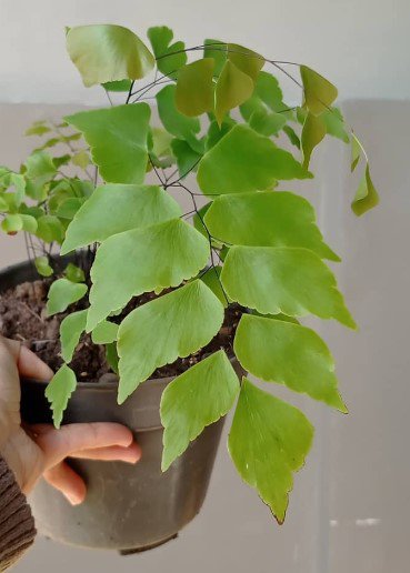 Adium Peruvianum Silver Dollar RARE Live Flower Plant RARE Home Plant Easy Care Live Plant