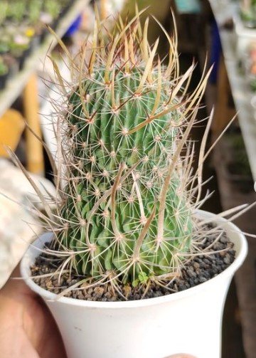 Echinofossulocactus Cactus Flower Live Plant RARE Home Plant Easy Care