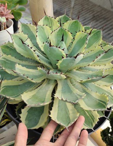Agave potatorum 'Kichiokan Marginata' Cactus Flower Live Plant RARE Home Plant Easy Care