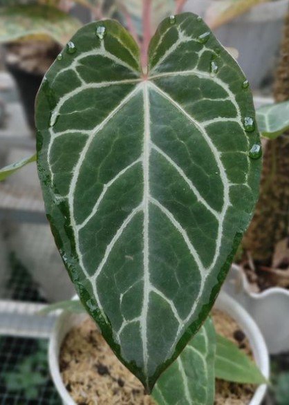 Anthurium crystallinum Flower Live Plant RARE Home Plant Easy Care